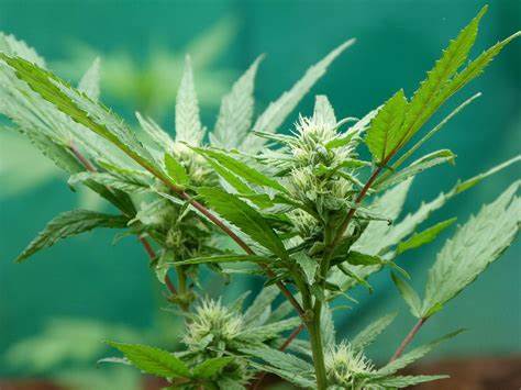 Hemp and CBD: Understanding the Difference