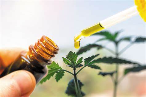 The Versatile Applications of Hemp: Exploring Its Diverse Uses