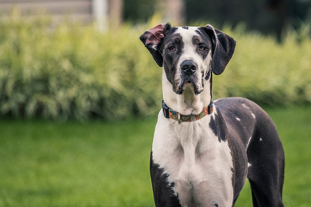 Exploring the Benefits of Hemp for Dogs: A Natural Solution for Canine Wellness